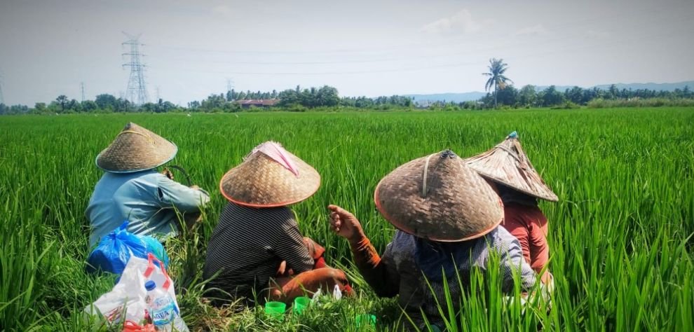 Pertanian Masih Tradisional, DPRD Kaltim Dorong Mekanisasi Pertanian ...